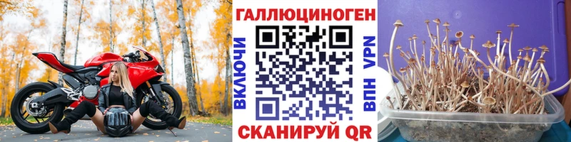 Псилоцибиновые грибы Magic Shrooms  Чистополь 